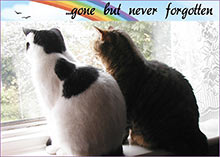 cat tributes - gallery of remembrance