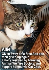 alfie cat homed through cat chat by maesteg animal welfare society