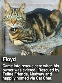 Floyd cat rehomed by feline friends medway via Cat Chat