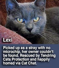 Lexi cat homed by Tendring cats protection via Cat Chat