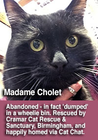 Madame Cholet abandoned cat now homed