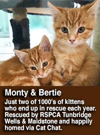 Monty and Bertie kittens homed by RSPCA Tunbridge Wells and Maidstone, via their Cat Chat page