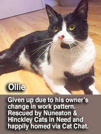Ollie cat homed by Cats in Need via Cat Chat