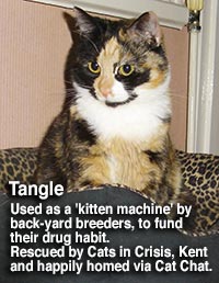Tangle cat rescued by cats in crisis, homed via Cat Chat