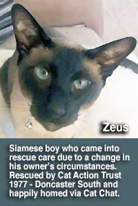 siamese cat zeus homed by cat action trust 1977 doncaster south via Cat Chat