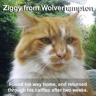 Ziggy cat returned after 2 weeks