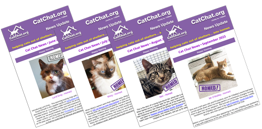 cat chat monthly newsletter
