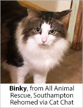 Binky from All Animal Rescue (Southampton) - Homed