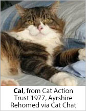 Cal from Cat Action Trust 1977 - Ayrshire - Homed