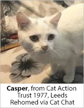 Casper from Cat Action Trust 1977 - Leeds - Homed
