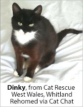 Dinky from Cat Rescue West Wales - Homed