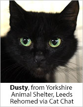 Dusty from Yorkshire Animal Shelter (Leeds) - Homed