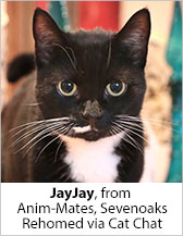 Jay Jay from Anim-Mates (Sevenoaks) - Homed