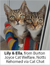 Lily & Ella from Burton Joyce Cat Welfare (Nottingham) - Homed