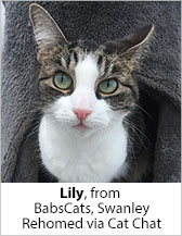 Lily from BabsCats (Swanley) - Homed
