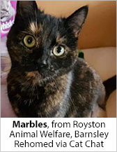 Marbles from Royston Animal Welfare (Barnsley) - Homed