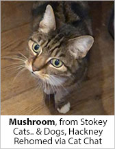 Mushroom from Stokey Cats... & Dogs (Hackney) - Homed