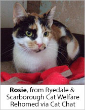 Rosie from Ryedale & Scarborough Cat Welfare - Homed