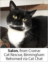 Salon from Cramar Cat Sanctuary - Homed