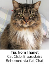 Tia from Thanet Cat Club (Broadstairs) - Homed