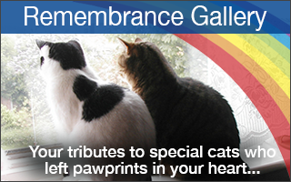 Cat Tributes - Remembrance Page for much loved cats