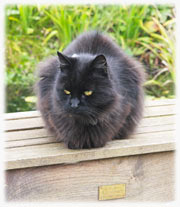 In Remembrance of Bramble cat