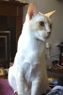 In remembrance of Mr Bojangles cat