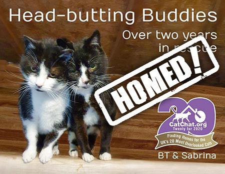 BT and Sabrina cat rescue west wales