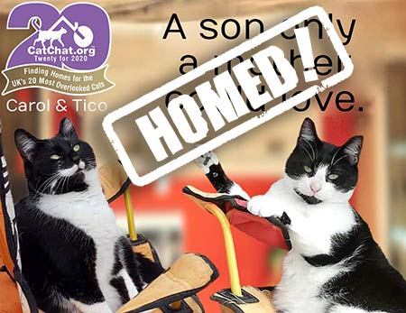 carol and tico rescue cats in blackpool