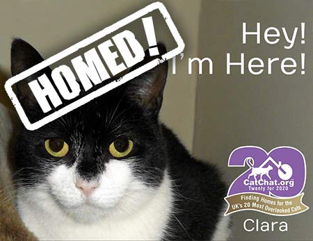 Clara cat from Bury's Stray Cat Fund rescue, Suffolk