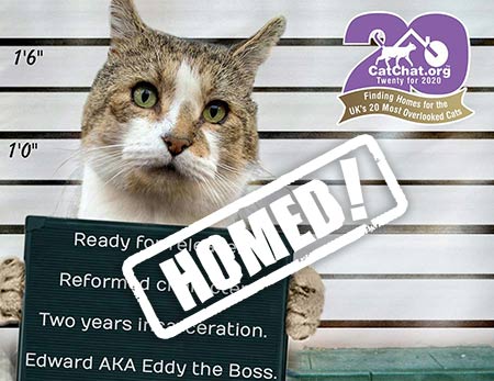 edward cat from stopford cat rescue