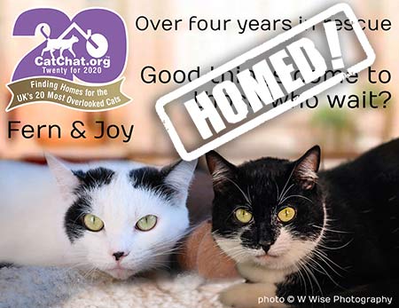 two cats need a home plymouth
