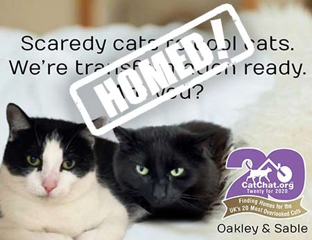 oakley and sable cats in kent