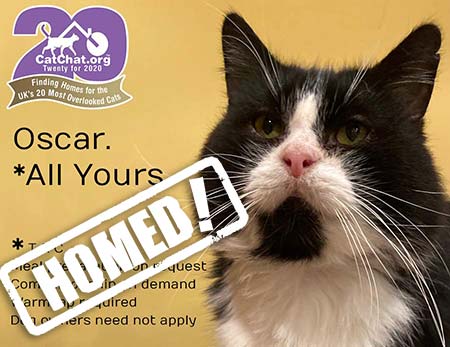 oscar from Independent Cat Rescue manchester