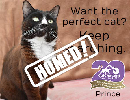 prince from thanet cat club