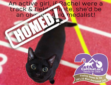 rachel black cat needs a home macclesfield