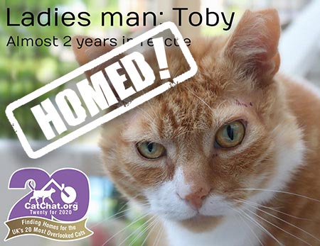 Toby ginger cat gateshead needs a home