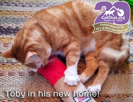 Toby cat playing in his new home