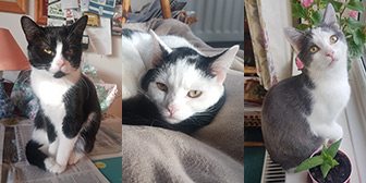 Rescue Cats Daisy, Phoebe & Murphy from Lucky Cat Rescue, Skegness, Lincolnshire need a home