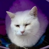 Rescue Cat Fred from Maesteg Animal Welfare Society, Bridgend, needs a home