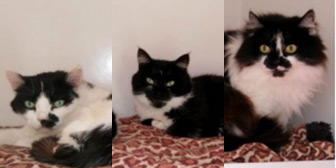 Rescue cats Granny, Mummy & Dearie from Rolvenden Cat Rescue, Rolvenden, East Kent, West Kent, need a home