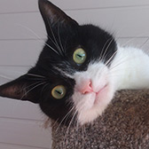 Rescue cat Rosie from Blackpool Nine Lives Cat Rescue, Blackpool, Lancashire, needs a home