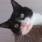 Rescue cat Rosie from Blackpool Nine Lives Cat Rescue, Blackpool, Lancashire, needs a home