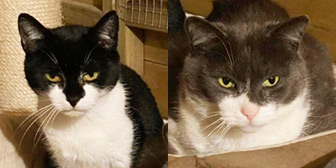 Rescue Cats Amelia & Barney, All for The Love of Paws, West Bromwich  needs a home