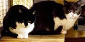 Rescue Cats Amelia & Barney, All for The Love of Paws, West Bromwich  needs a home