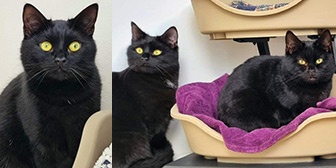 Rescue cats Chase, Hazel & Nibbler, at Furry Tails Feline Welfare, Blackpool, need a new home