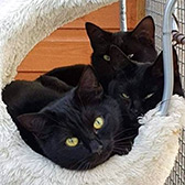 Rescue cats Chase, Hazel & Nibbler, at Furry Tails Feline Welfare, Blackpool, need a new home