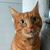 Rescue cat Frank from Barnsley Animal Rescue Charity, Yorkshire, needs a new home