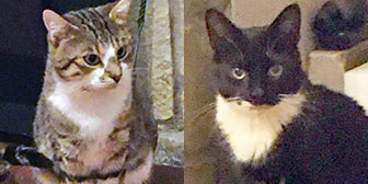 Rescue cats Simon and Lewis, at New Beginnings Cat Rehoming, Gateshead, need a new home