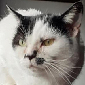 Rescue Cat Pattie, from Cat Action Trust 1977, Doncaster, needs a home